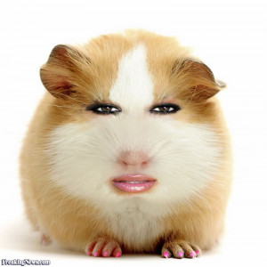 Latest Funny Pictures Hamster Wallpapers