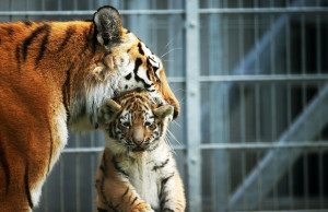 Try slipping these tiger-related quotes into conversation on ...