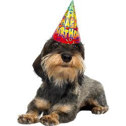 wirehaired_dachshund_birthday_card.jpg?height=250&width=250 ...