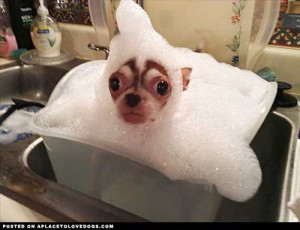 bath hatimgurCute Chihuahua Oreo with his adorable bubble bath ...