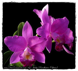 Orchid Flowers Graphic
