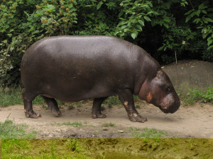 Pygmy Hippopotamus 01 by animalphotos on DeviantArt