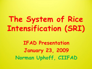 System Of Rice Intensification Sri Growing More With