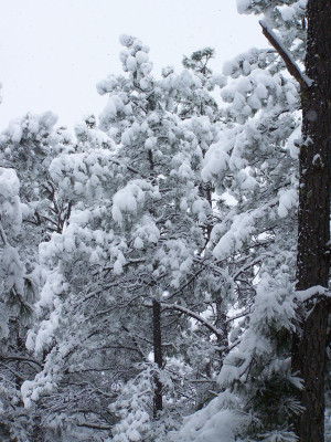 Winter retreat in Southern NM (Alamogordo, Ruidoso: buy, live, prices)