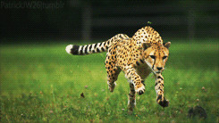 ... cheetah national geographic Slow Motion slow mo cincinnati zoo