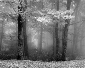 forest life black and white