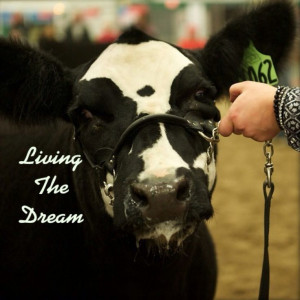 Show Cattle - dolly - living the dream