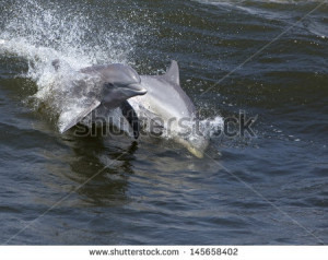 Dolphin Free Jumping Wallpaper