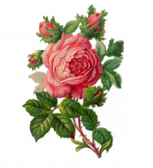Vintage Clip Art- Rose