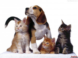 cats and dog wallpaper is a great free wallpaper for your computer ...