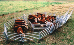 Molasses Feeders Cattle