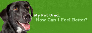 My Pet Died. How Can I Feel Better?