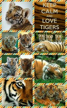 ... love tigers more keep calm and love tigers land animal tigers tigers