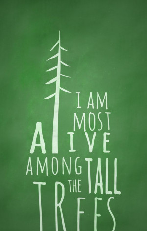 Tall tall trees...