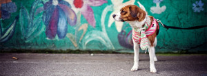 colorful-wall-and-dog-facebook-cover