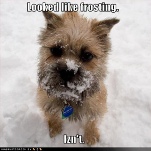 funny-dog-pictures-snow-not-frosting