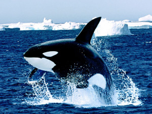 Whales Large Tropical and Warm Mammals Living Sea