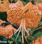 Orange Tiger Lily Tigrinum
