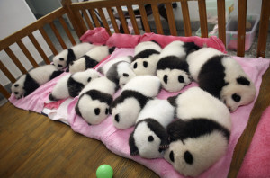 Compilation interesting pictures from a cute and funny pandas and ...