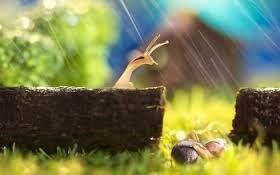 snail quotes sayings - Google Search