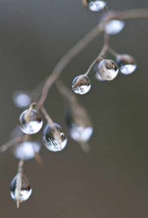 Water Drops on Grass by Dr Steven Murray