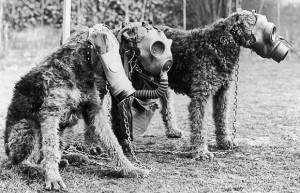 World War 2: Three Airedale dogs wearing their special gas masks at a ...