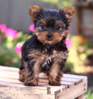 Yorkie puppy