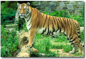 Los tigres son felinos de piel rojiza y rayas negras. Viven en las ...