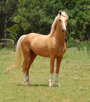 Palomino Horses | Napoleon – Palomino part Saddlebred Stallion ...