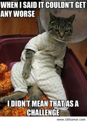 Funny cat message US Humor - Funny pictures, Quotes, Pics, Photos, ...