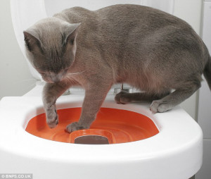 Cat Litter Box Inventions