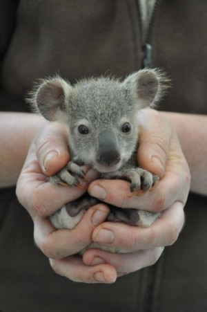 baby-koala-bear-in-hands
