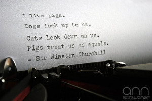 graphic design, humor, old, pigs, quotes