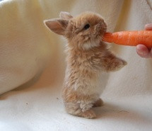carrot-cute-fun-rabbit-624194.jpg
