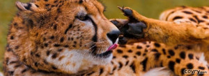 Cheetah Licking His Paw Cover