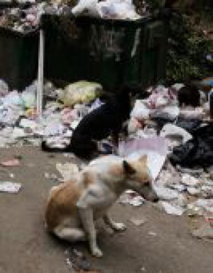 Stray dogs near a trash pile in Cairo, Egypt - February 2011 - Chris ...