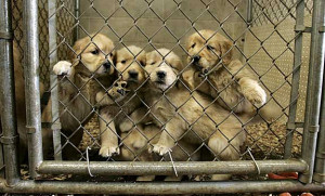 Topical Tuesdays: Puppy Mills