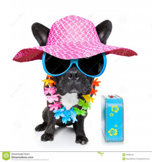 Dog on vacation wearing fancy sunglasses and funny flower chain with ...