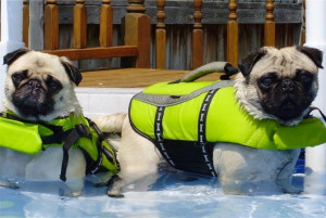 Funny Swimming Water Dog Photo Pictures