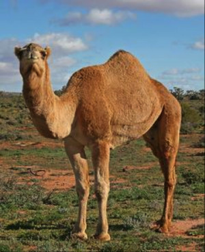 Onta Merah ? Sebagai Hadiah Untuk Para Dai Allah, Kenapa?