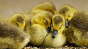 Baby-Ducks-8.jpg