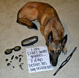 Hungry pet: 'I ate Dad's swim googles... 7 days before his big ...