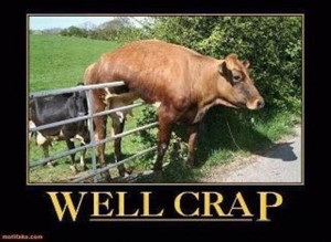 cow stuck on a fence, funny pictures
