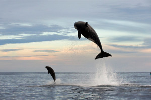 killer whale vs dolphin