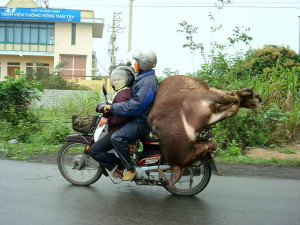 How To Ride Bike - With an Ox. Vietnam Motorcycle Funny Travel Photo