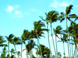 Palm Tree Storm Wallpapers Pic 14 picture