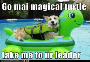 Go mai magical turtle take me to ur leader