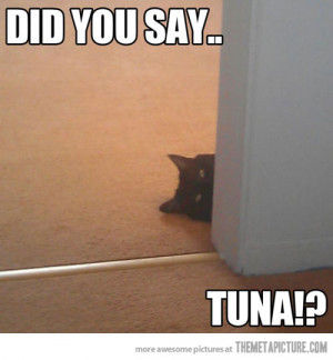 Funny photos funny creepy cat tuna