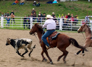 Team Roping Image