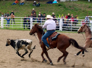 Team Roping Image